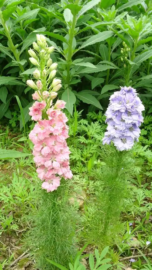 大花飞燕草 - 美篇