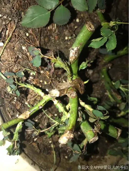 月季小苗叶子干枯卷曲
