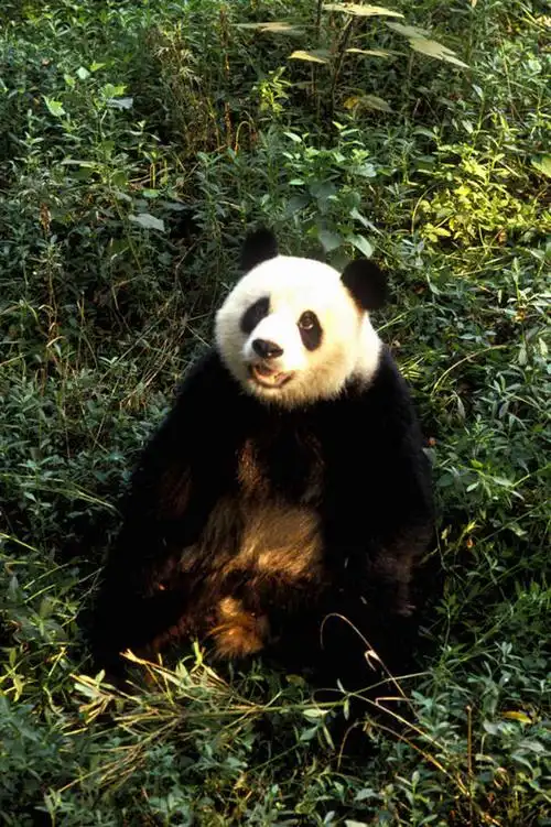 竖图,室外,白天,正面,草地,草坪,美景,植物,野生动物,熊猫,上海,中国