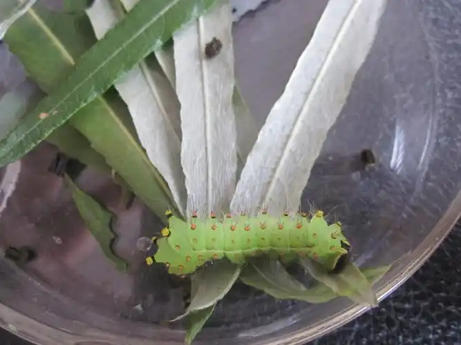 绿尾大蚕蛾幼虫1