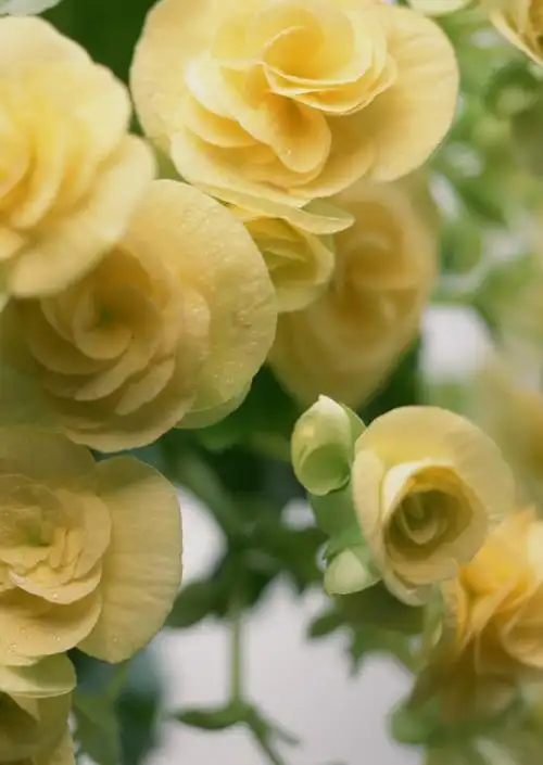 唯美花朵竖幅背景素材 1