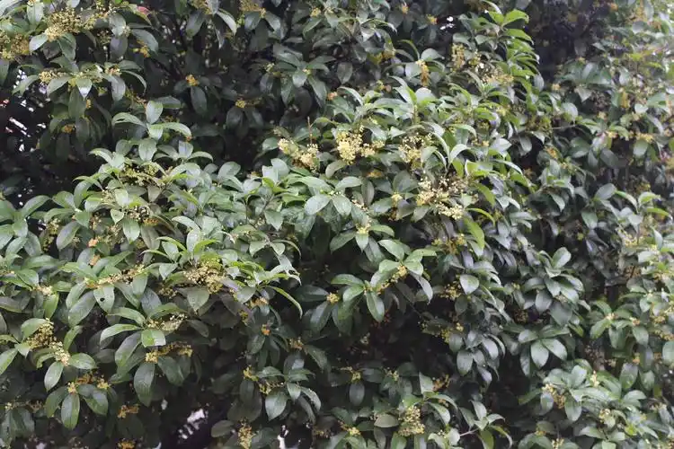 一树繁花芳华久长秋梦无痕不忍独享桂枝飘香二○一二年八月初十上午