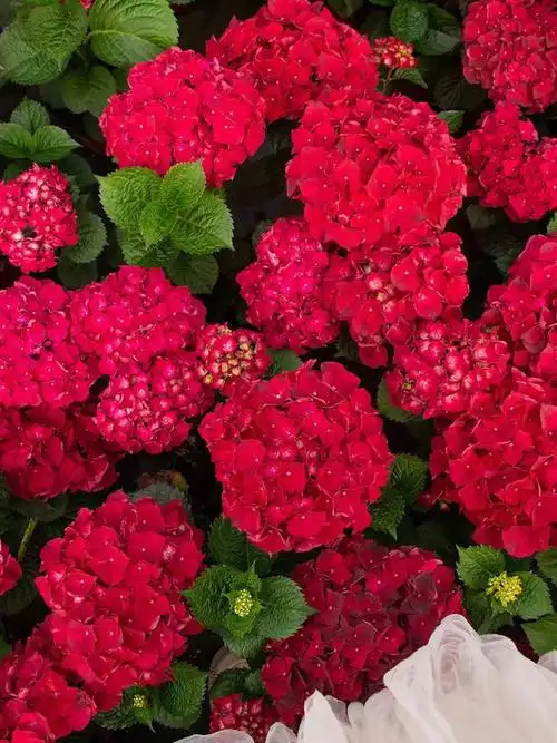 绣球花魔幻暗红宝石