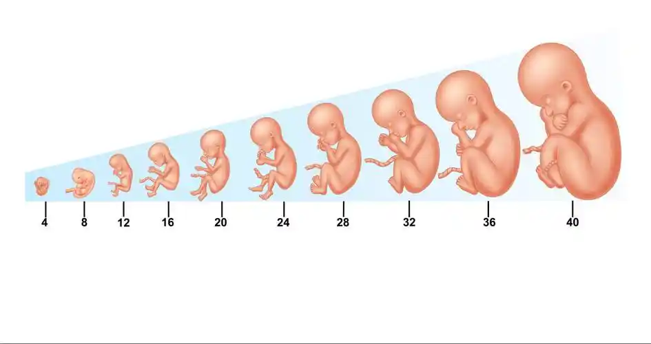 在脑死亡过程中,何时不再