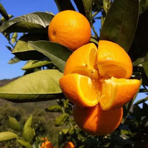 广西整箱冰糖脐橙特产水果当季桂林橙子10斤橙