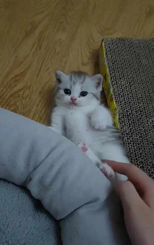 成都家养英短银白~虎斑加白~找铲屎官