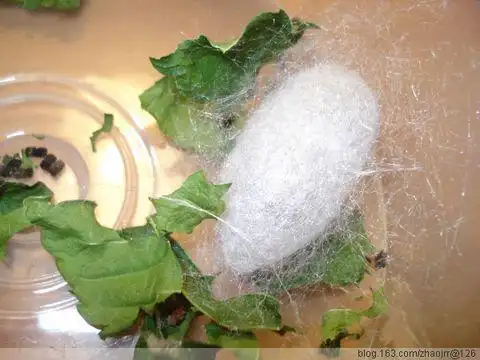 蚕结茧的过程