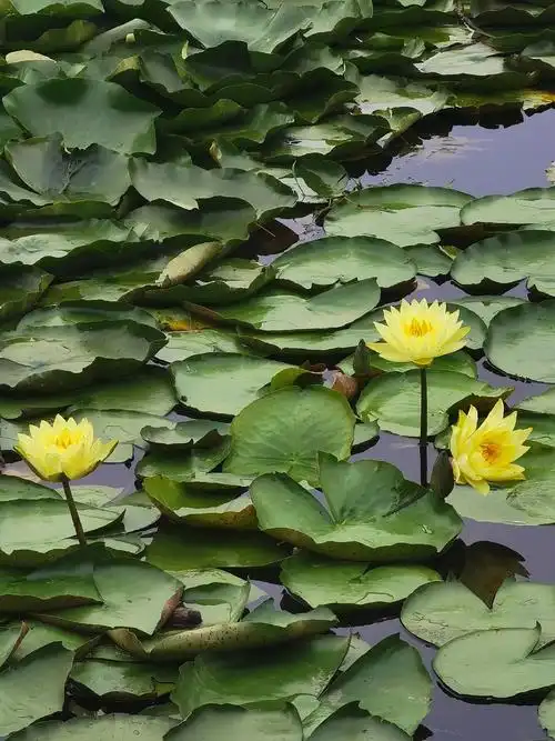 一起享受大自然的美 , 随手一拍都是美景 ,夏日荷花,荷塘美 - 抖音