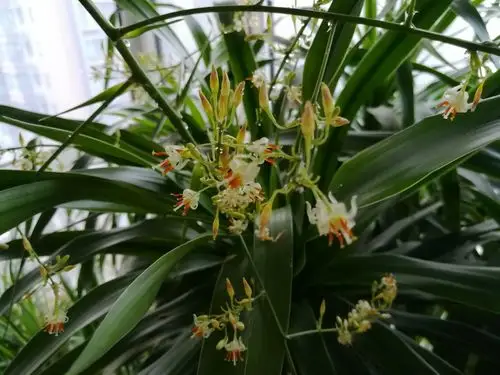 龙须树开花,你见过吗?