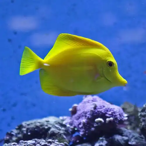 p>黄高鳍刺尾鱼(学名: i>zebrasoma flavescens /i>)其体卵圆而侧扁