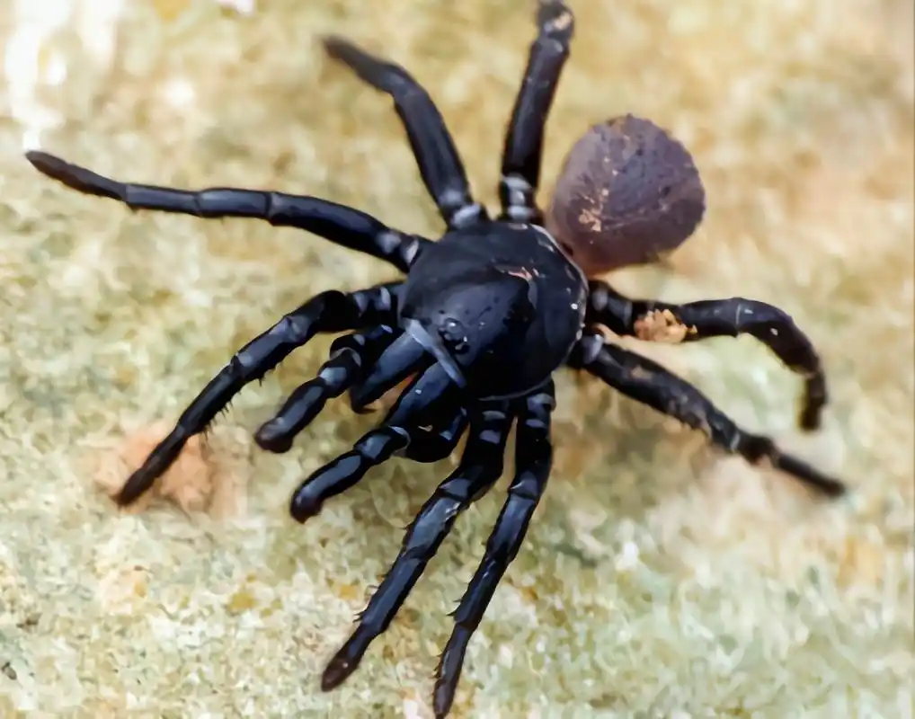 每天认识一种动物——松洛克兰活板门蛛 松洛克兰活板门蛛别名陷阱蛛