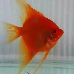 热带鱼神仙鱼燕鱼红魔鬼德系红魔鬼净版红魔鬼