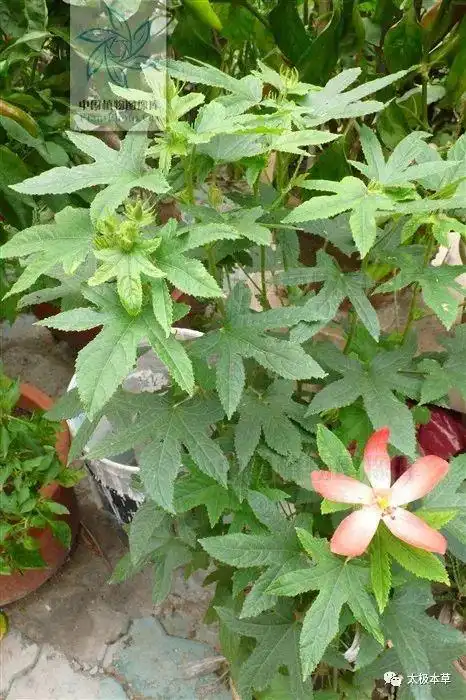 五指山参见过吗滋养强壮治神经衰弱头晕腰腿痛胃痛