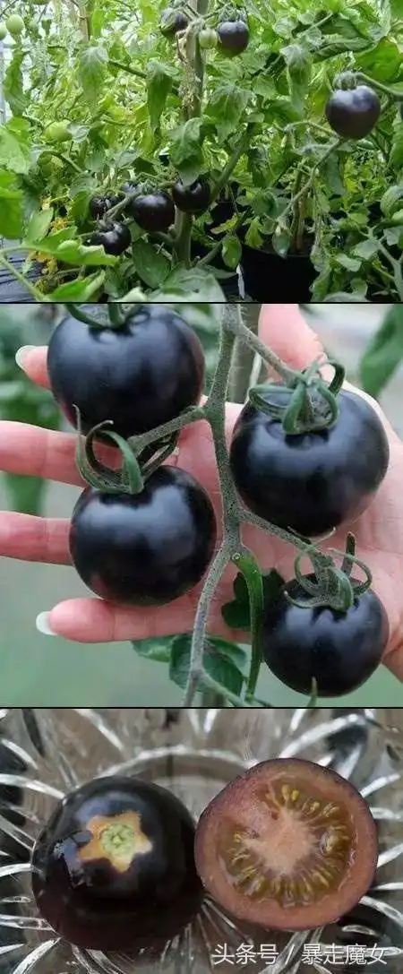 ▼瞧太阳多大,西红柿都晒黑了.