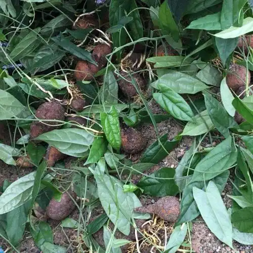 曲靖金果榄苗 金果榄种子 基地直供金果榄种苗 金果榄 地苦胆 现采现