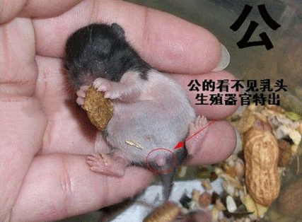 仓鼠如何分辨公母 宠物性别辨别技巧 仓鼠怎么分公母