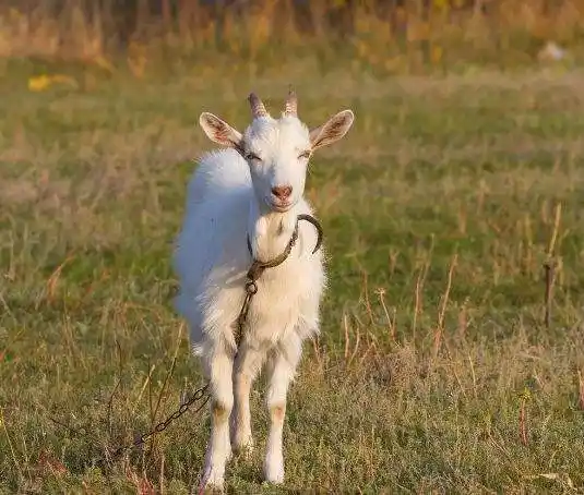羊和兔子生肖配吗 生肖兔和生肖羊配吗