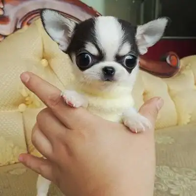 袖珍犬大头吉娃娃犬 赛级苹果头金鱼眼睛娃娃犬