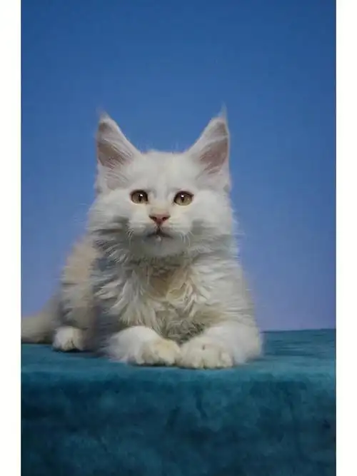 颜色超级淡的凯米尔色缅因猫