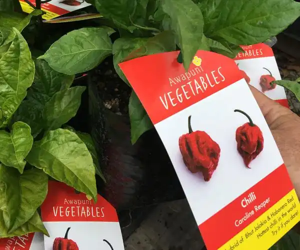 chilli - carolina reaper