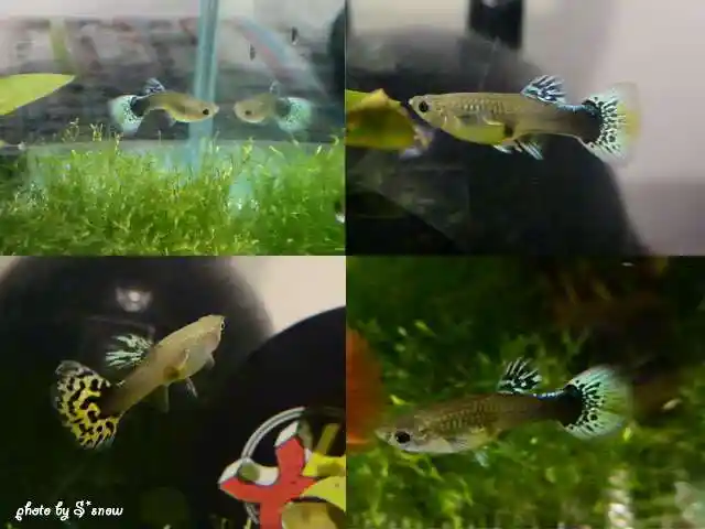 我家母孔雀鱼肚子的黑斑跟图上的一模一样,是不是怀孕了?