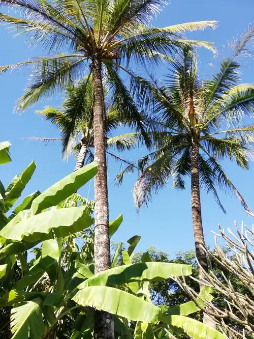 逃离雾霾在西双版纳的蓝天白云里自由呼吸