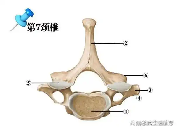 第7颈椎 br>隆椎(c7):棘突最长且不分叉,体表容易触及,常作为体表定位
