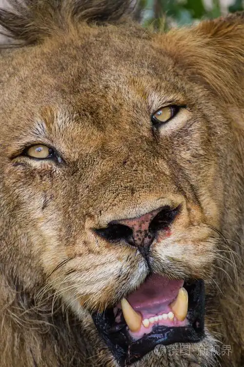 愤怒的狮子盯着树叶准备杀人