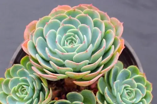 最漂亮的多肉植物品种 最美多肉排行榜