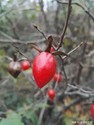 一组来自野外老鸦柿的近照
