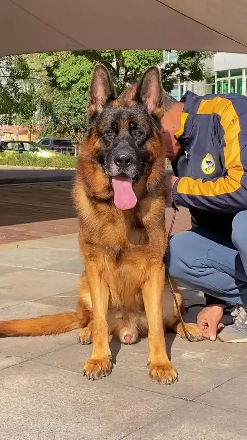 德国牧羊犬#辛巴之子