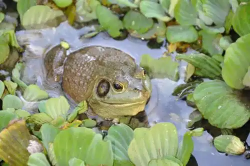 美国牛蛙(rana catesbeiana)是从美国通过日本引进到台湾的.