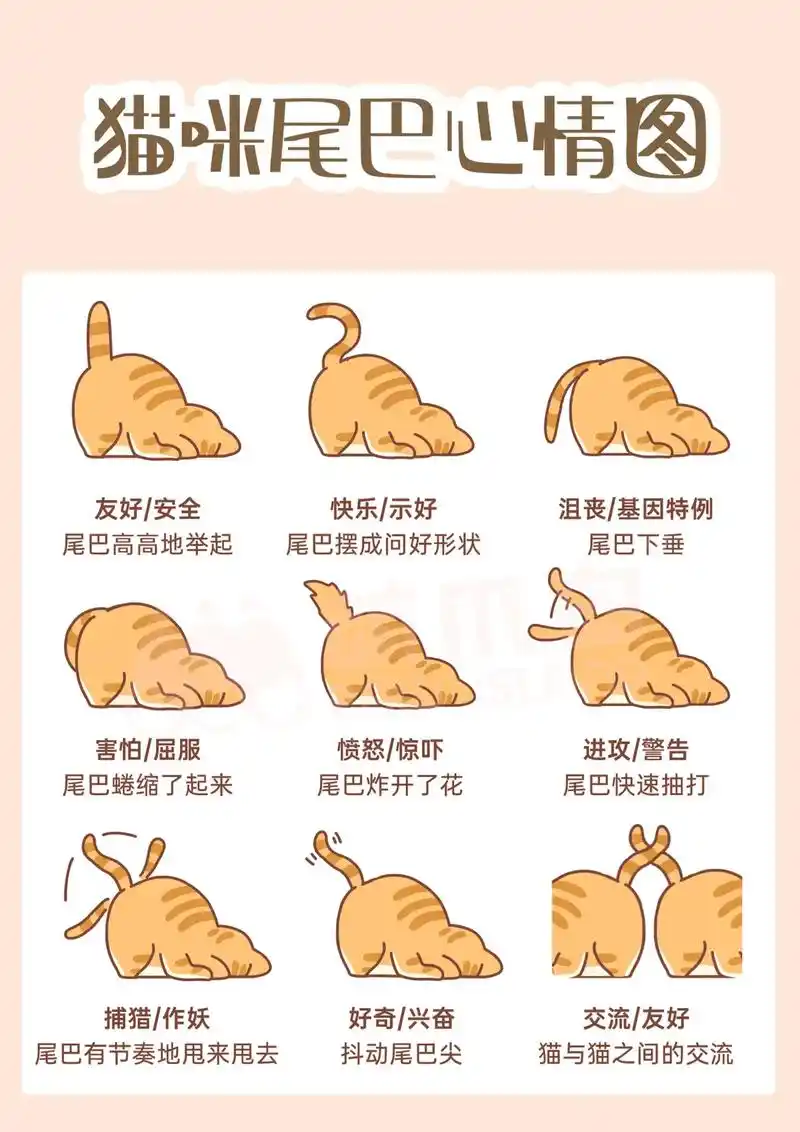 新手养猫必看75159种猫咪尾巴心理学 #科学养宠攻略 #猫 # - 抖音