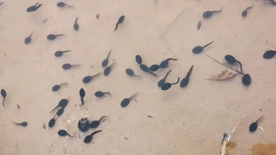 小蝌蚪,真快乐,无忧无虑水中游.