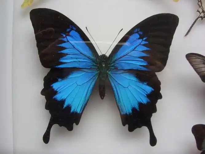 p>天堂凤蝶(学名: i>papilio ulysses /i>) a href="#" data-lemmaid