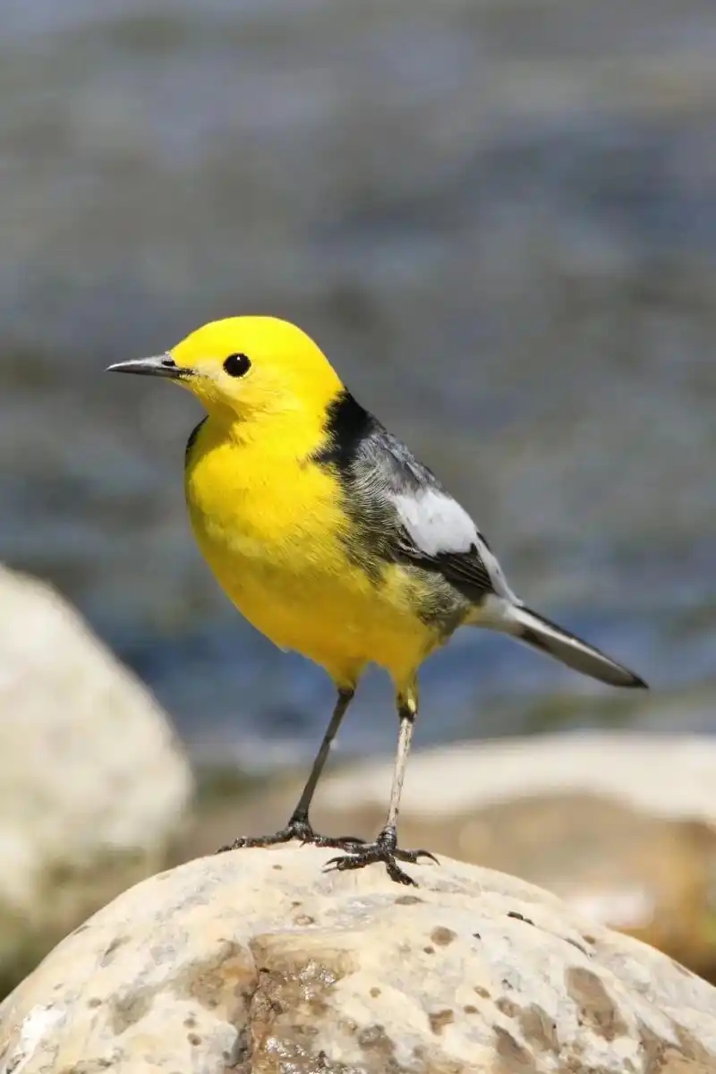 黄头鹡鸰(英文名:citrine wagtail,学名:mo - 抖音
