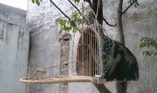 斑鸠打笼制作图解