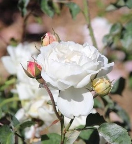 求手拿着带刺的玫瑰花,但是手正在流血的图片.