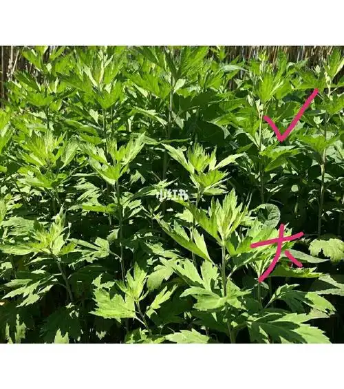 真假艾叶图文对比_青团_塔山清影攻略_端午_鸡蛋饼_泡脚_驱蚊_暖宫