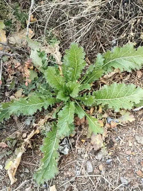 我有很多年没有见野芥菜了