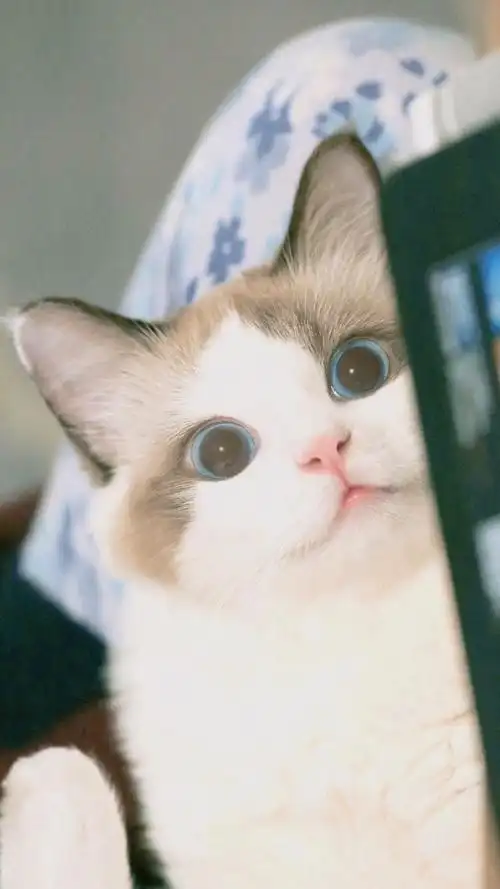 可爱猫咪喵星人手机壁纸