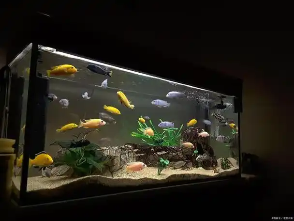 60厘米的鱼缸养多少燕鱼合适