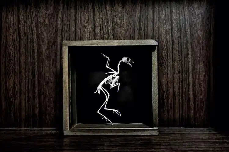 芦丁鸡  #骨骼标本  #宠物骨骼标本制作  #动物标本🦴工具:止亚钳