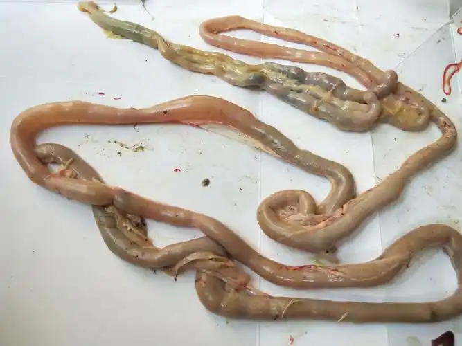 解剖鸡的实验 沈润齐