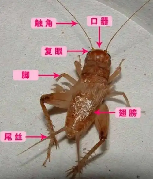 蟋蟀的大颚在哪里图片