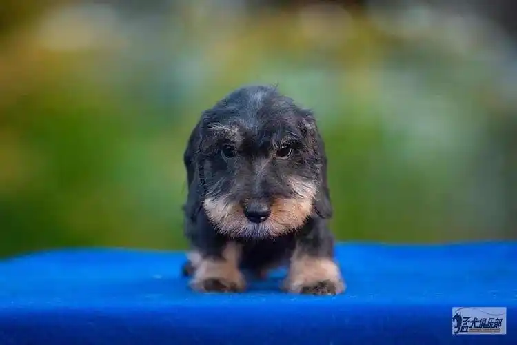 3个月大的刚毛腊肠男孩2个冠军血统!