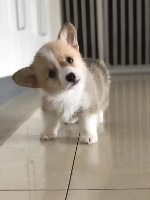 北京 自家柯基自由恋爱结晶.