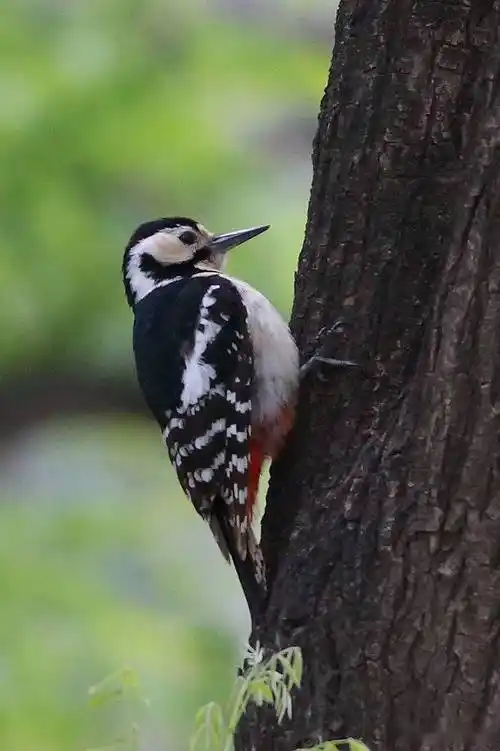 戴胜是戴胜啄木鸟是啄木鸟两者区别还是很大的