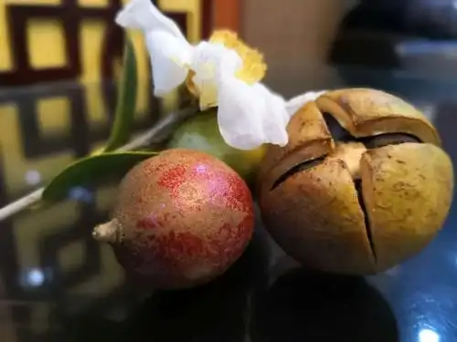 新鲜饱满天然山茶籽