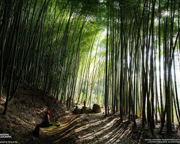 日本竹林-国家地理摄影壁纸